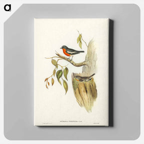 アートパネル-Flame-breasted Robin
 - ジョン グールド Canvas.