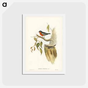 アートポストカード-Flame-breasted Robin
 - ジョン グールド Postcard.