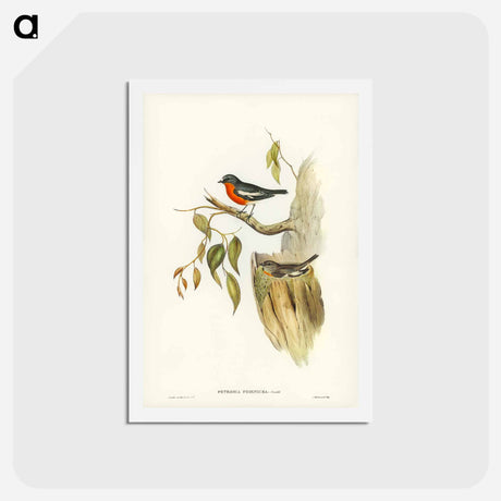 アートポストカード-Flame-breasted Robin
 - ジョン グールド Postcard.