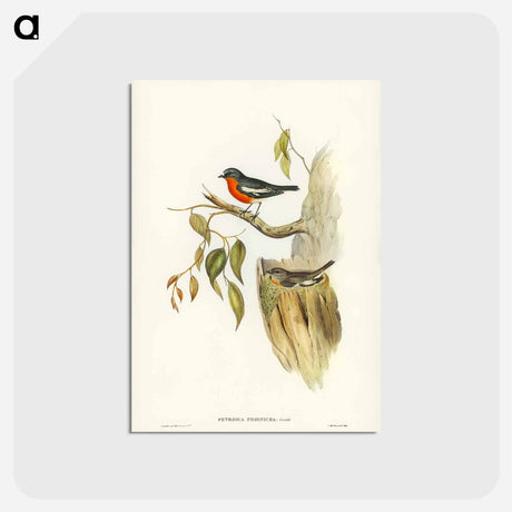 アートポストカード-Flame-breasted Robin
 - ジョン グールド Postcard.