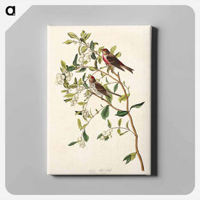アートパネル-Lesser Red-Poll
 - ジョン ジェームス オーデュボン Canvas.