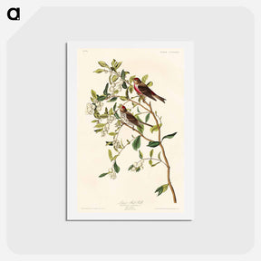 アートポストカード-Lesser Red-Poll
 - ジョン ジェームス オーデュボン Postcard.