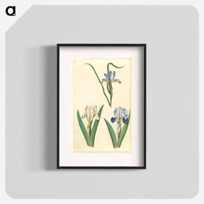 アートポスター-Iris graminea and Iris lutescens
 - マリア ジビーラ メーリアン Poster.