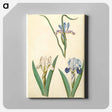 アートパネル-Iris graminea and Iris lutescens
 - マリア ジビーラ メーリアン Canvas.
