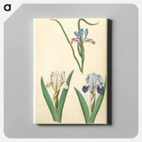 アートパネル-Iris graminea and Iris lutescens
 - マリア ジビーラ メーリアン Canvas.