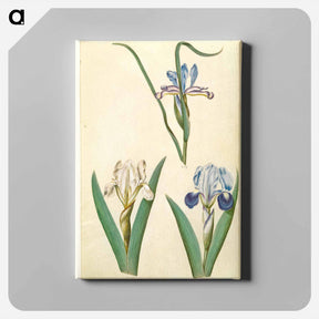 アートパネル-Iris graminea and Iris lutescens
 - マリア ジビーラ メーリアン Canvas.