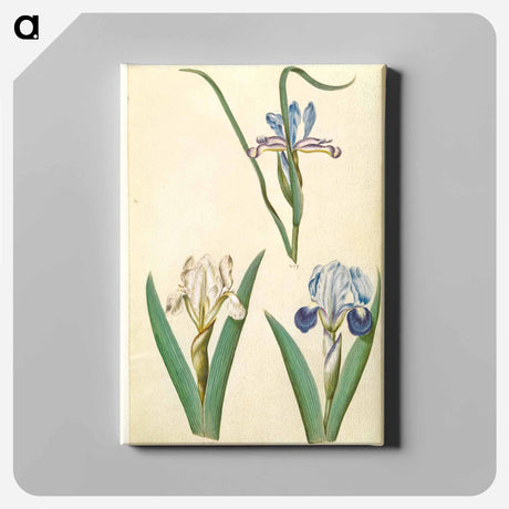アートパネル-Iris graminea and Iris lutescens
 - マリア ジビーラ メーリアン Canvas.