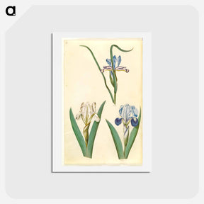 アートポストカード-Iris graminea and Iris lutescens
 - マリア ジビーラ メーリアン Postcard.