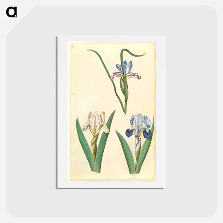 アートポストカード-Iris graminea and Iris lutescens
 - マリア ジビーラ メーリアン Postcard.