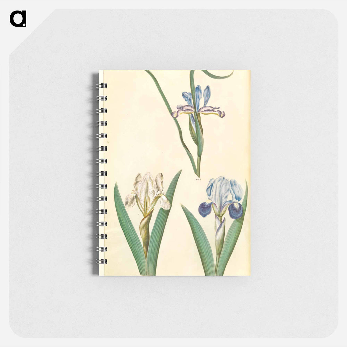 アートメモ帳-Iris graminea and Iris lutescens
 - マリア ジビーラ メーリアン Memo.