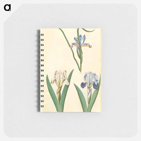 アートメモ帳-Iris graminea and Iris lutescens
 - マリア ジビーラ メーリアン Memo.