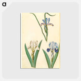 アートポストカード-Iris graminea and Iris lutescens
 - マリア ジビーラ メーリアン Postcard.