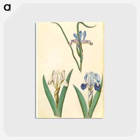 アートポストカード-Iris graminea and Iris lutescens
 - マリア ジビーラ メーリアン Postcard.