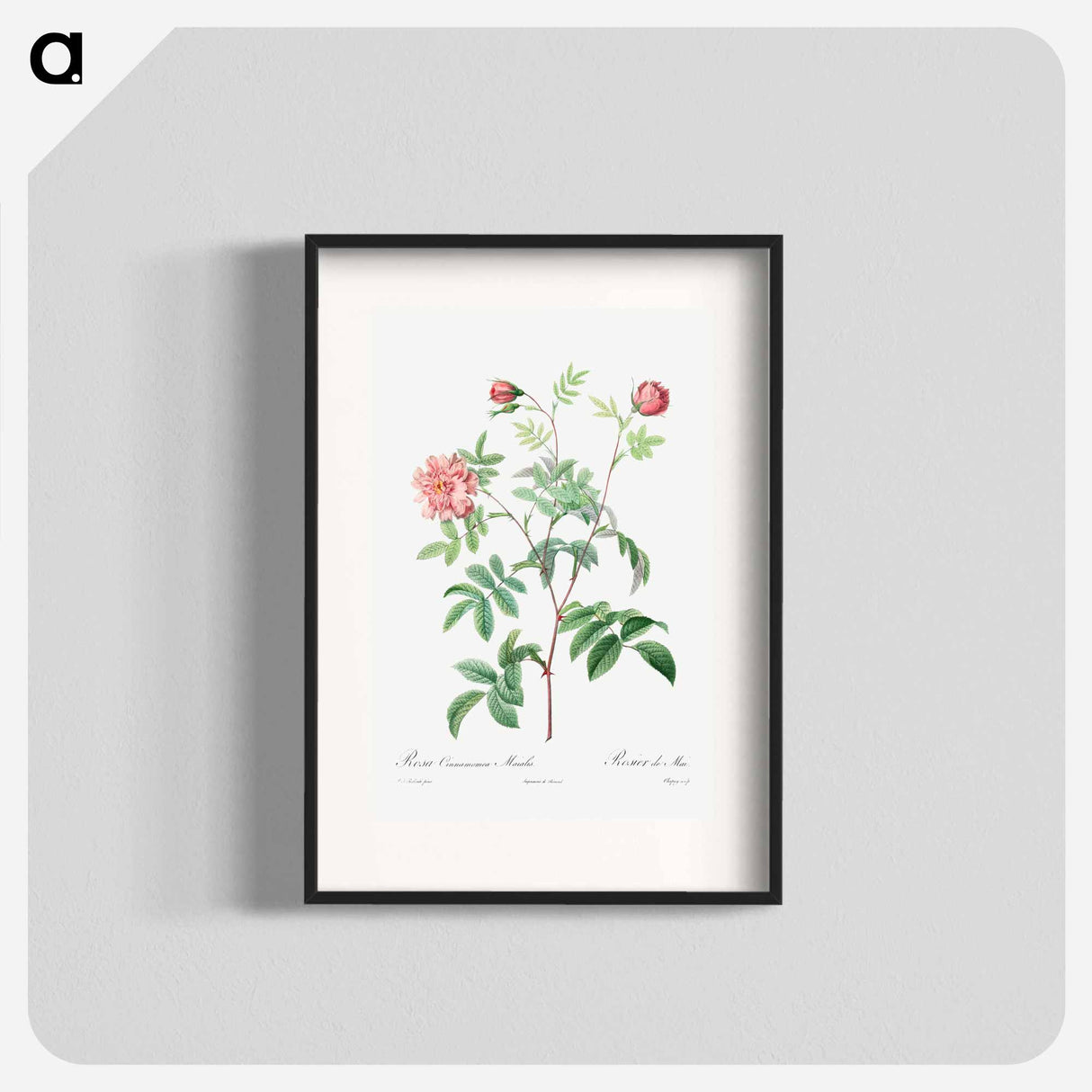Rosa Cinnamomea - Pierre Joseph Redouté Poster.