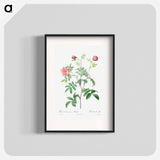 Rosa Cinnamomea - Pierre Joseph Redouté Poster.