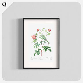 アートポスター-Rosa Cinnamomea - ピエール ジョゼフ ルドゥーテ Poster.