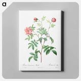 アートパネル-Rosa Cinnamomea - ピエール ジョゼフ ルドゥーテ Canvas.