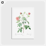 アートポストカード-Rosa Cinnamomea - ピエール ジョゼフ ルドゥーテ Postcard.