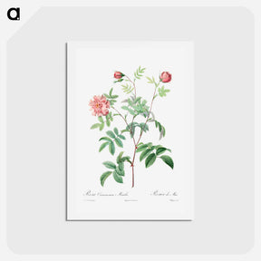 アートポストカード-Rosa Cinnamomea - ピエール ジョゼフ ルドゥーテ Postcard.