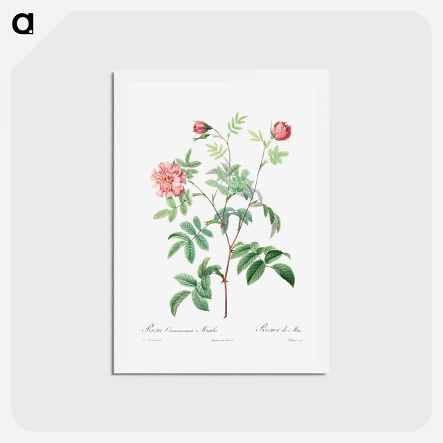 アートポストカード-Rosa Cinnamomea - ピエール ジョゼフ ルドゥーテ Postcard.