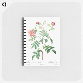 アートメモ帳-Rosa Cinnamomea - ピエール ジョゼフ ルドゥーテ Memo.
