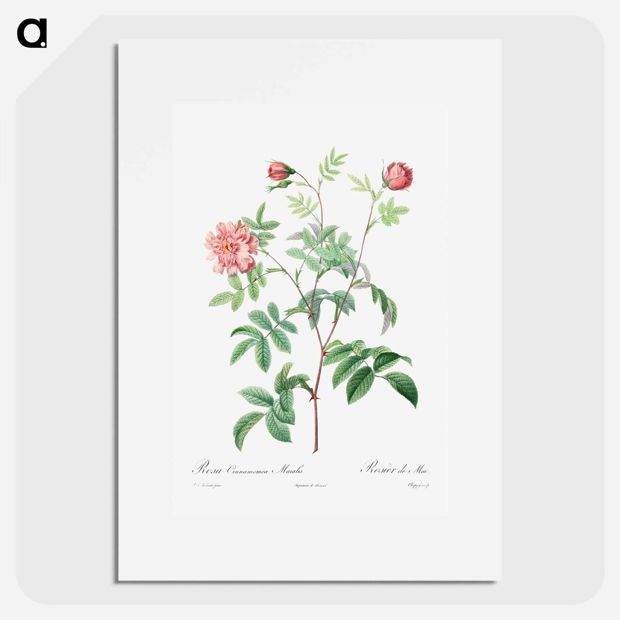 Rosa Cinnamomea - Pierre Joseph Redouté Poster.