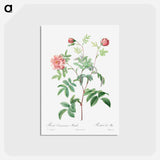 アートポストカード-Rosa Cinnamomea - ピエール ジョゼフ ルドゥーテ Postcard.