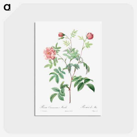 アートポストカード-Rosa Cinnamomea - ピエール ジョゼフ ルドゥーテ Postcard.