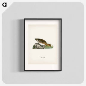 アートポスター-Eurasian Wigeon Female
 - スヴェンスカ フォグラル Poster.