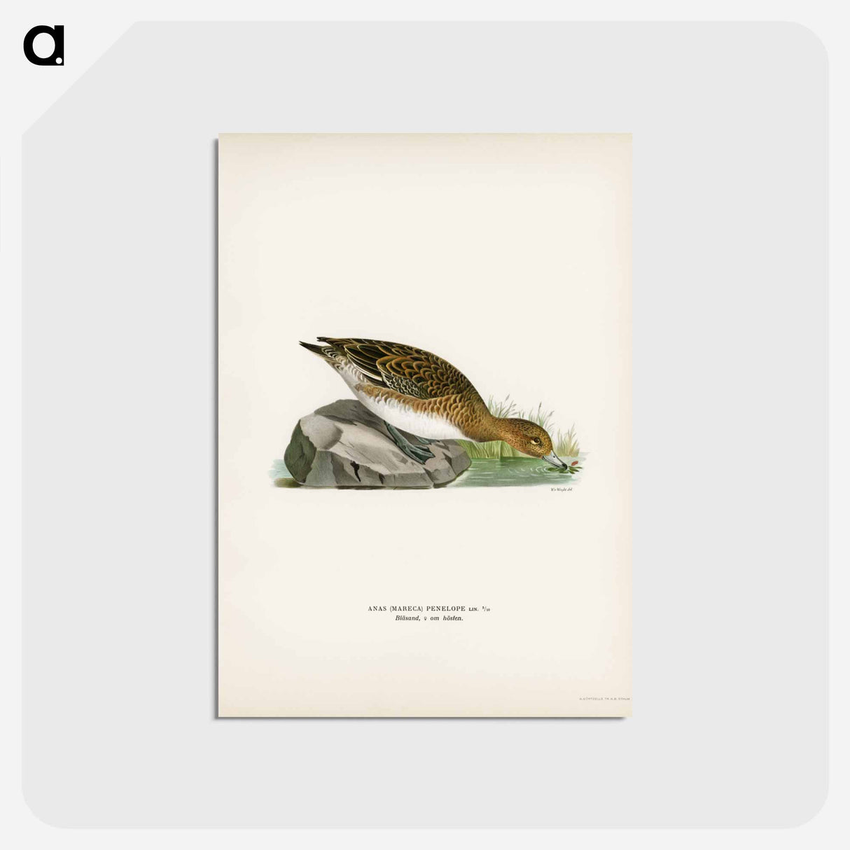 アートポストカード-Eurasian Wigeon Female
 - スヴェンスカ フォグラル Postcard.