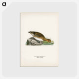 アートポストカード-Eurasian Wigeon Female
 - スヴェンスカ フォグラル Postcard.