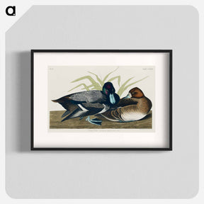 アートポスター-Scaup Duck from Birds of America
 - アメリカの鳥たち Poster.