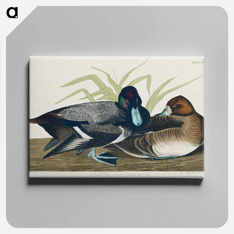 アートパネル-Scaup Duck from Birds of America
 - アメリカの鳥たち Canvas.
