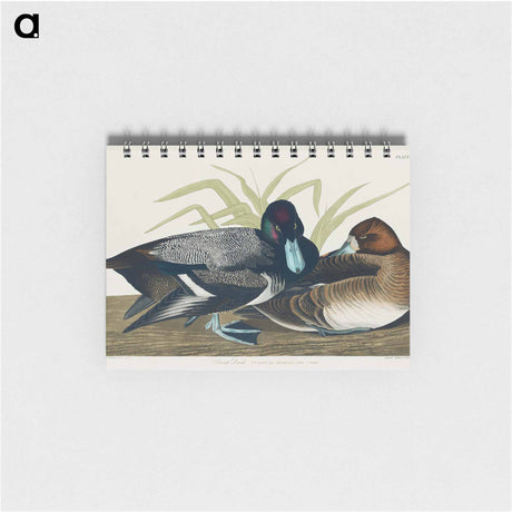アートメモ帳-Scaup Duck from Birds of America
 - アメリカの鳥たち Memo.