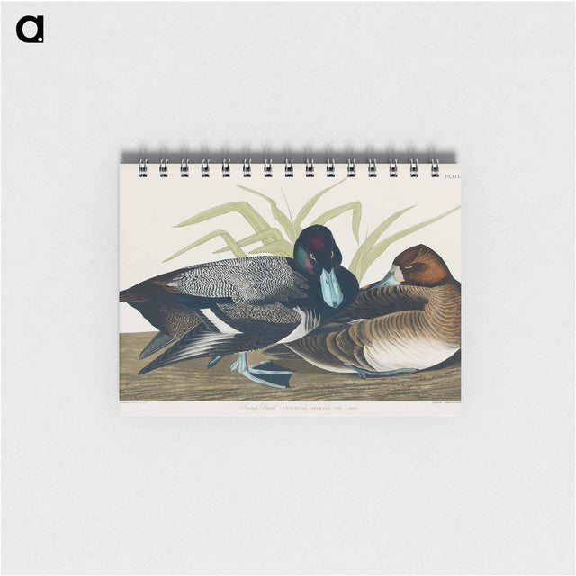 アートメモ帳-Scaup Duck from Birds of America
 - アメリカの鳥たち Memo.