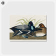 アートポストカード-Scaup Duck from Birds of America
 - アメリカの鳥たち Postcard.