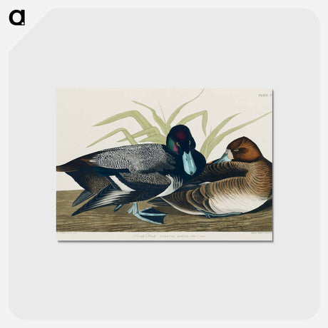 アートポストカード-Scaup Duck from Birds of America
 - アメリカの鳥たち Postcard.