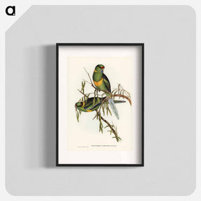 アートポスター-Black-tailed Parakeet
 - オーストラリアの鳥 Poster.