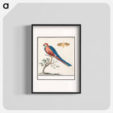 Blue and yellow macaw - アンセルムス ボエティウス デ ブート Poster.