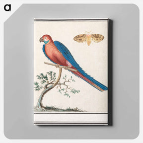 アートパネル-Blue and yellow macaw - アンセルムス ボエティウス デ ブート Canvas.