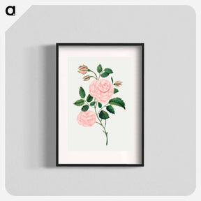 アートポスター-Damask Rose
 - クリーブランド美術館 Poster.