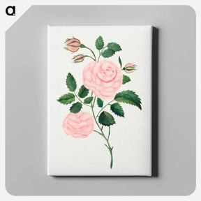 アートパネル-Damask Rose
 - クリーブランド美術館 Canvas.