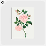 アートポストカード-Damask Rose
 - クリーブランド美術館 Postcard.