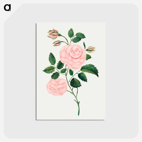 アートポストカード-Damask Rose
 - クリーブランド美術館 Postcard.
