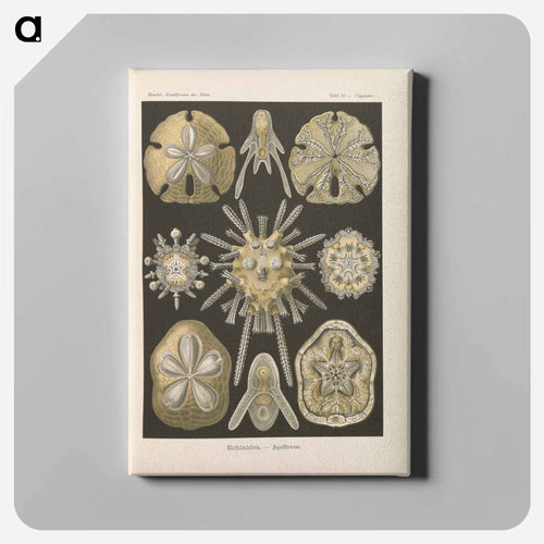 Marine life illustration - エルンスト ヘッケル Canvas.