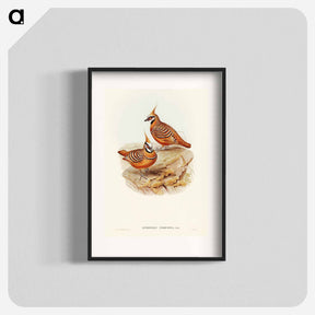 アートポスター-Rust-coloured Bronzewing
 - ジョン グールド Poster.