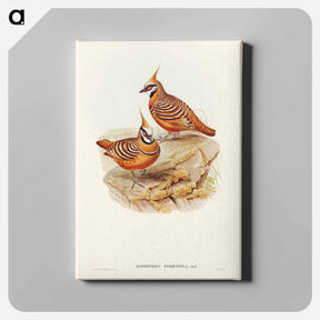 アートパネル-Rust-coloured Bronzewing
 - ジョン グールド Canvas.