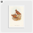アートポストカード-Rust-coloured Bronzewing
 - ジョン グールド Postcard.