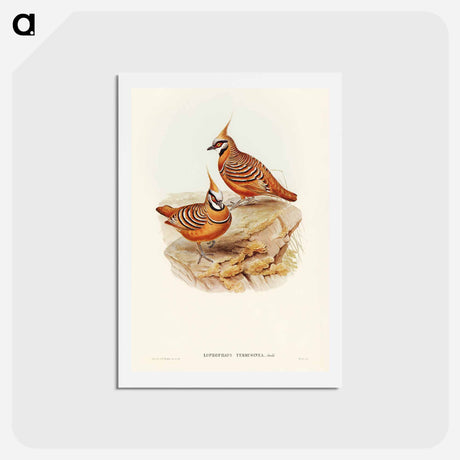 アートポストカード-Rust-coloured Bronzewing
 - ジョン グールド Postcard.