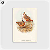 アートポストカード-Rust-coloured Bronzewing
 - ジョン グールド Postcard.